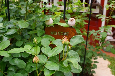 f0170524_1332920.jpg