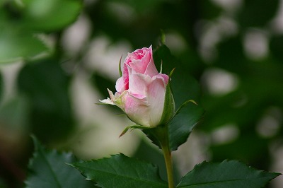 f0170524_13482989.jpg