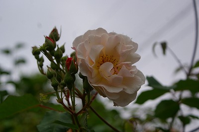f0170524_1351159.jpg