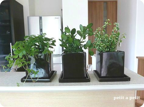 ミニ観葉植物3兄弟 Petit A Petit