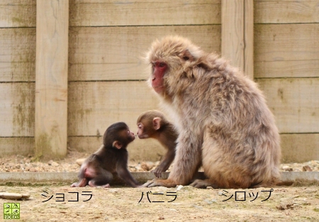 里山生態園のごっくんタイムと個体識別(富山市ファミリーパーク)_a0230833_95928.jpg