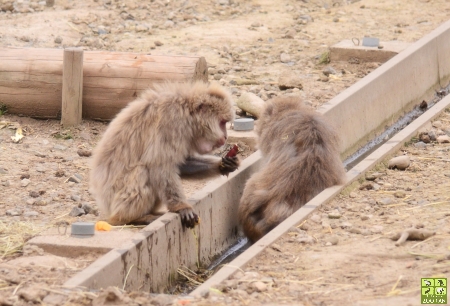 里山生態園のごっくんタイムと個体識別(富山市ファミリーパーク)_a0230833_98204.jpg