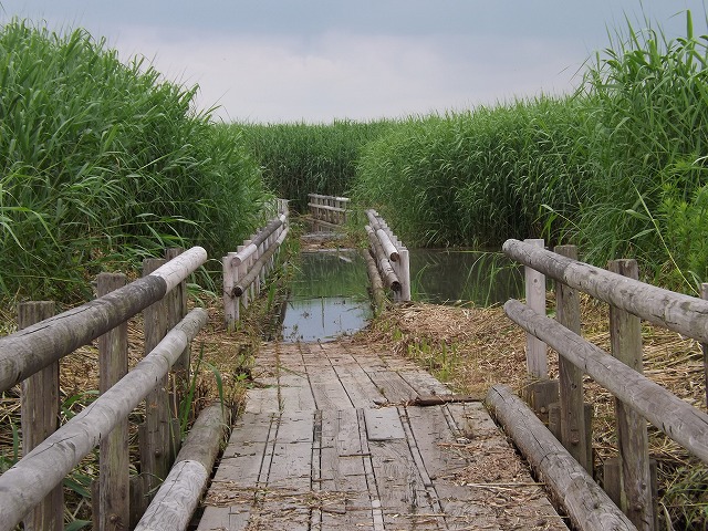 梅雨の晴れ間の福島潟_a0220537_1429699.jpg