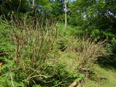 大津市・石山寺のアジサイが全滅_a0161943_15462460.jpg