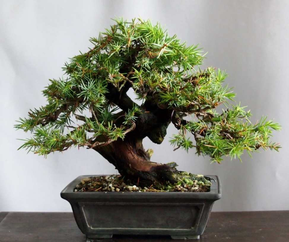 杜松の整枝と植え替え 雨宮園 盆栽 山野草 陶芸 趣味が仕事でも