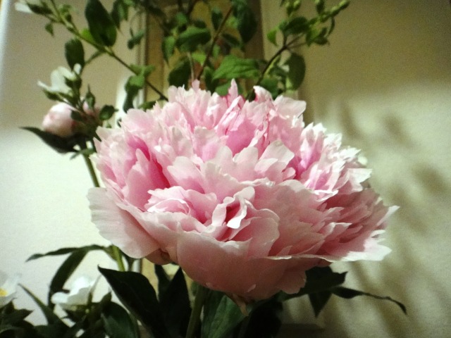 6月の生け花_e0195743_18552981.jpg