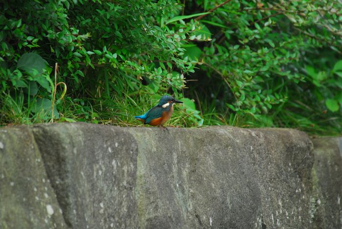 『子カワセミたちの季節／2013.06.18』 ykf-5_a0289546_21102694.jpg