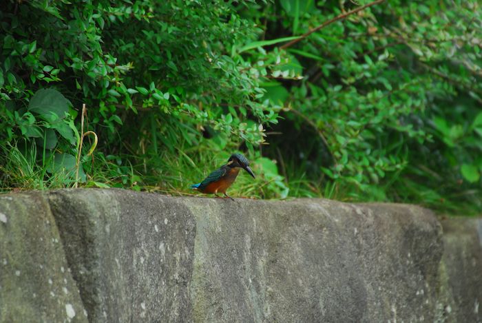 『子カワセミたちの季節／2013.06.18』 ykf-5_a0289546_21275523.jpg