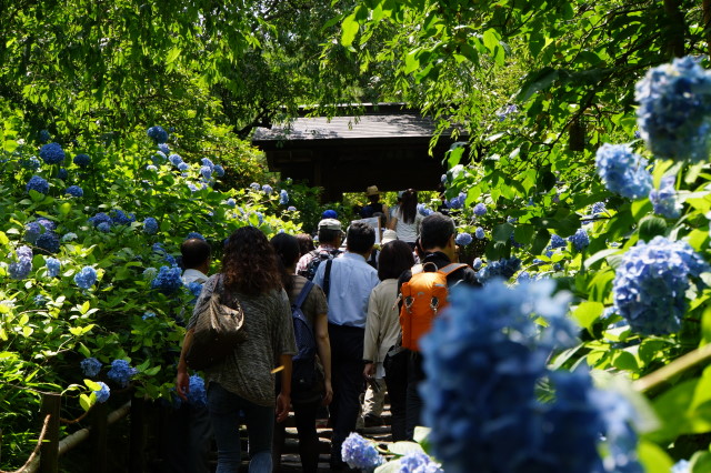紫陽花のお寺～北鎌倉散歩１～_a0257652_223050.jpg