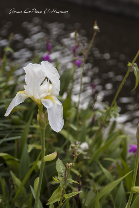 花のある風景　水辺のアヤメ_b0133053_23543949.jpg