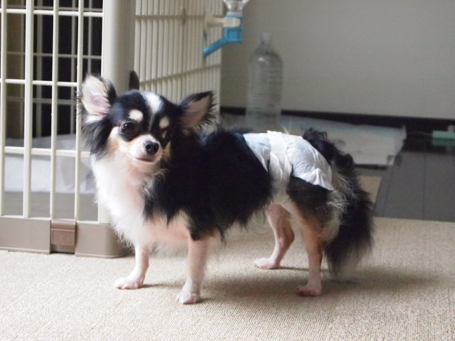 c0299657_152226100.jpg
