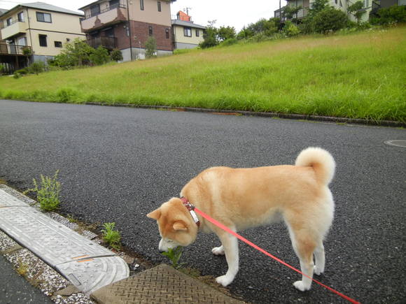 ’13,6,21(金)雨が止むとみんな出てくるYO!_f0060461_1033129.jpg