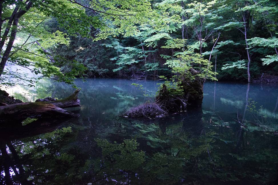 鶏頭場の池深緑_e0271864_20282061.jpg