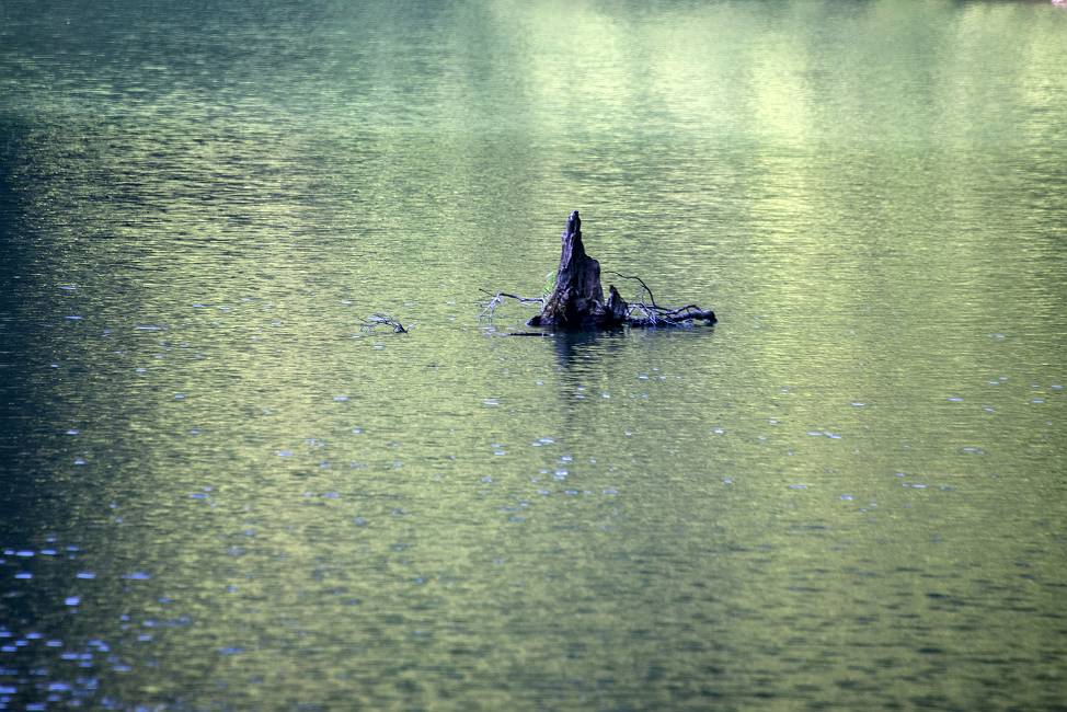 鶏頭場の池深緑_e0271864_2028231.jpg