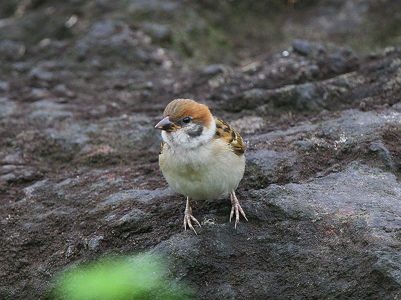 こすずめ 自然の中に鳥さんを見つけて こすずめ 自然の中に鳥さんを見つけて