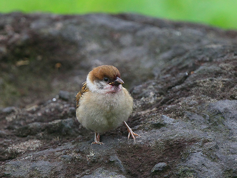 こすずめ 自然の中に鳥さんを見つけて こすずめ 自然の中に鳥さんを見つけて