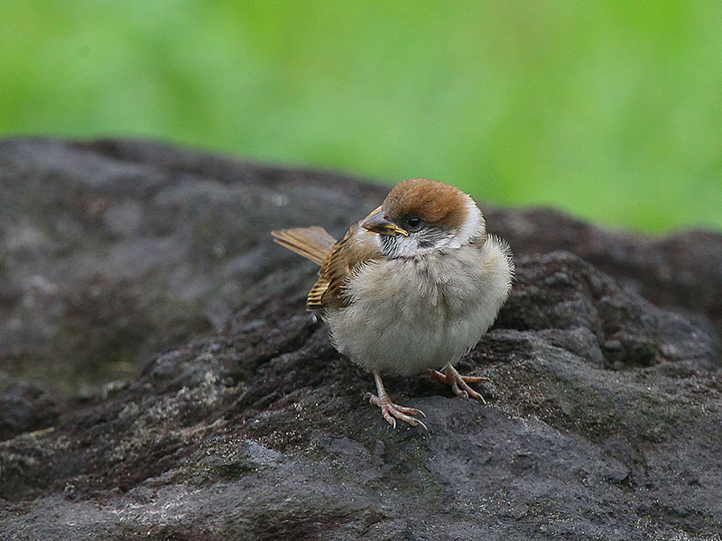 こすずめ 自然の中に鳥さんを見つけて こすずめ 自然の中に鳥さんを見つけて