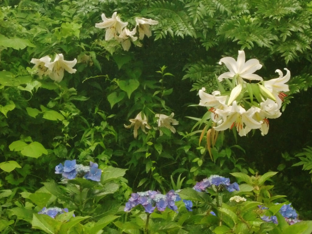 梅雨空の下で（終）横須賀しょうぶ園。。。神奈川県横須賀市_f0184669_16203367.jpg