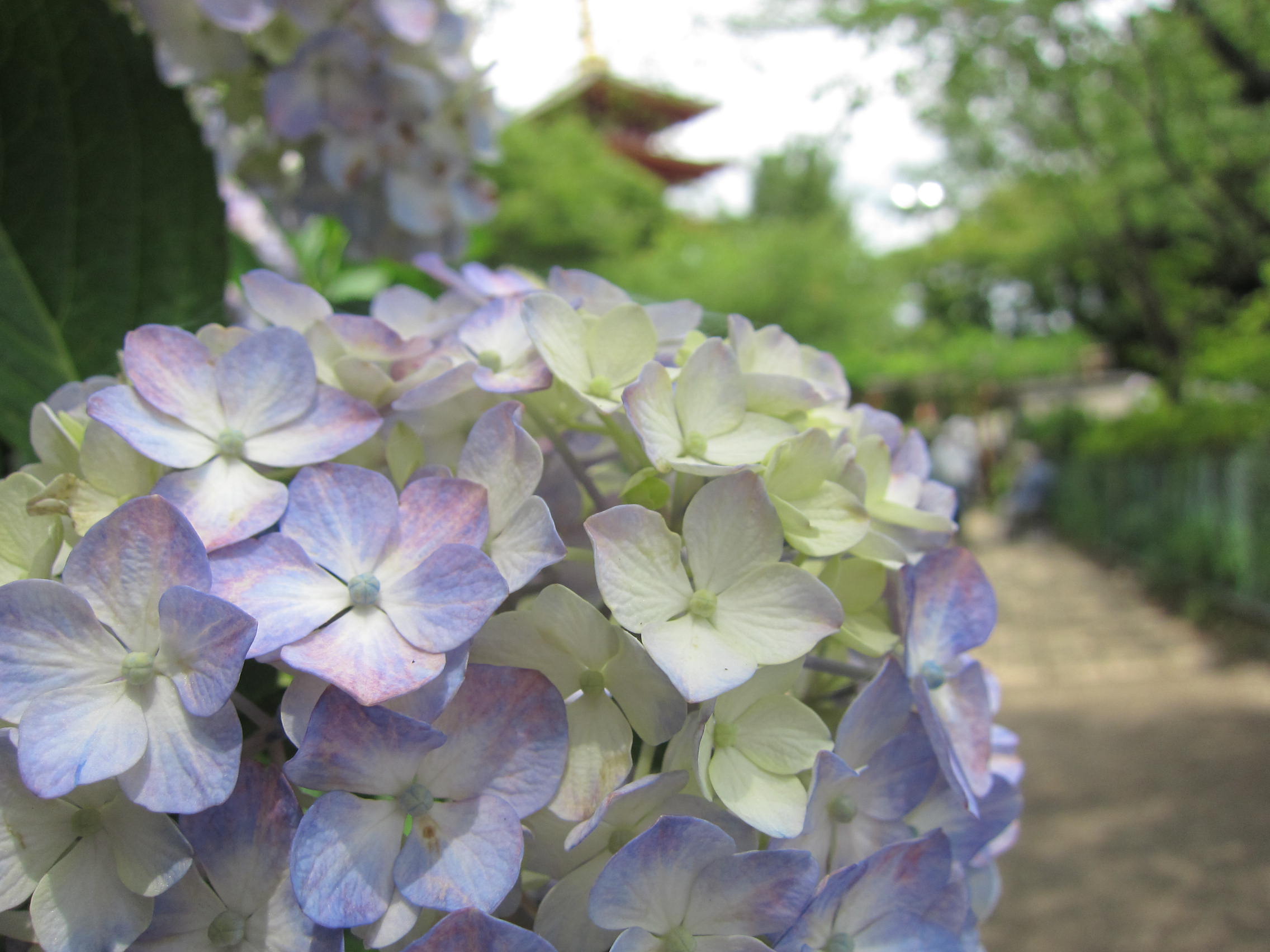 あじさい_b0219170_105598.jpg