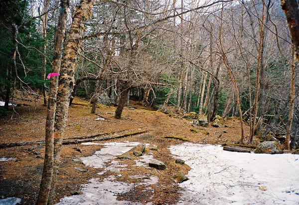 a0207672_1575881.jpg