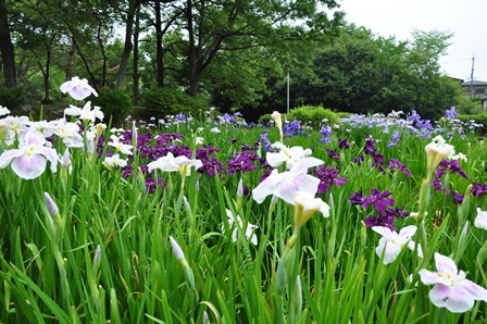 大和民俗公園　花菖蒲園　　２０１３－６－２１_d0163073_2116082.jpg