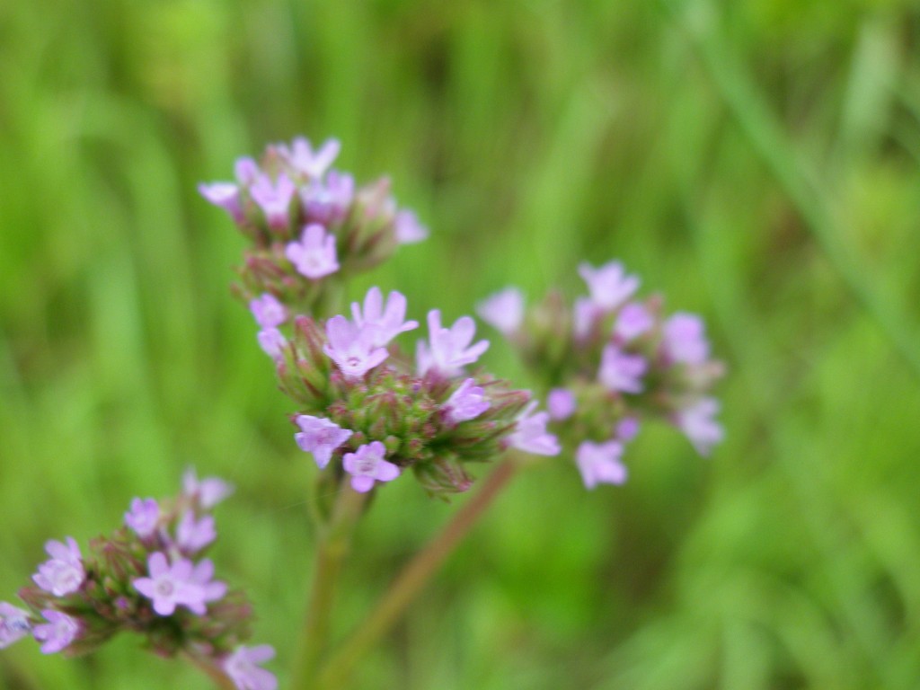 d0054276_20481423.jpg