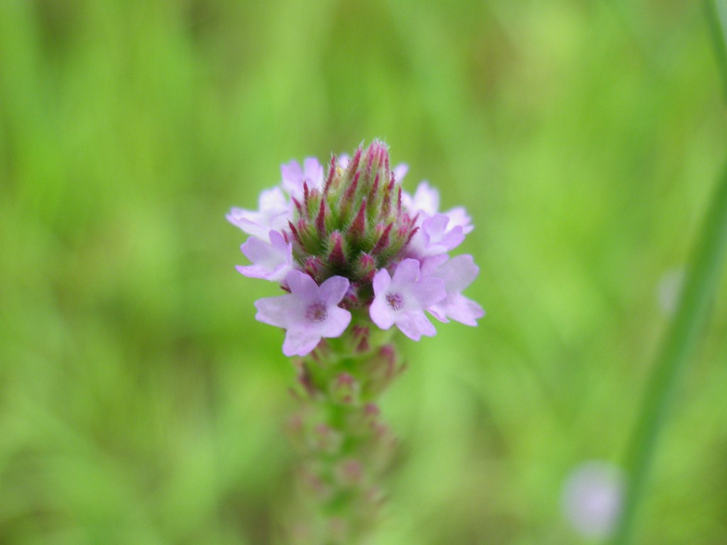 d0054276_2048480.jpg