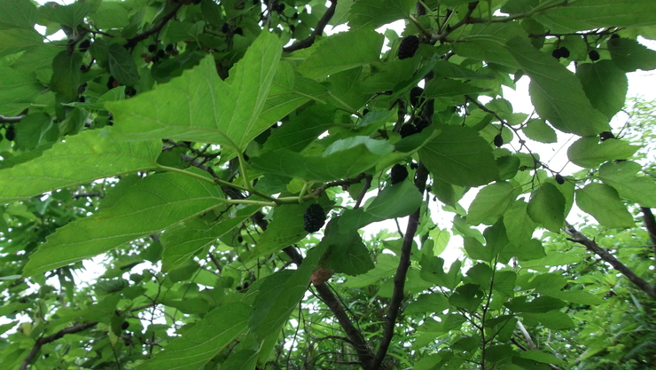 c0212083_21591421.jpg