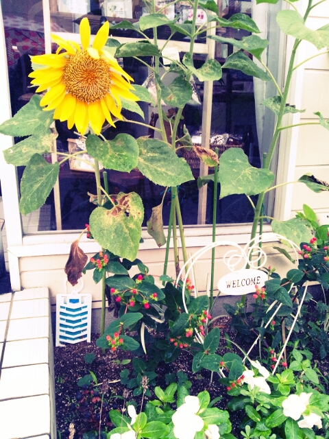 島崎に寄り道と雨の一日とお手紙と段ボールの括り方とうなぎ_c0246783_17113180.jpg