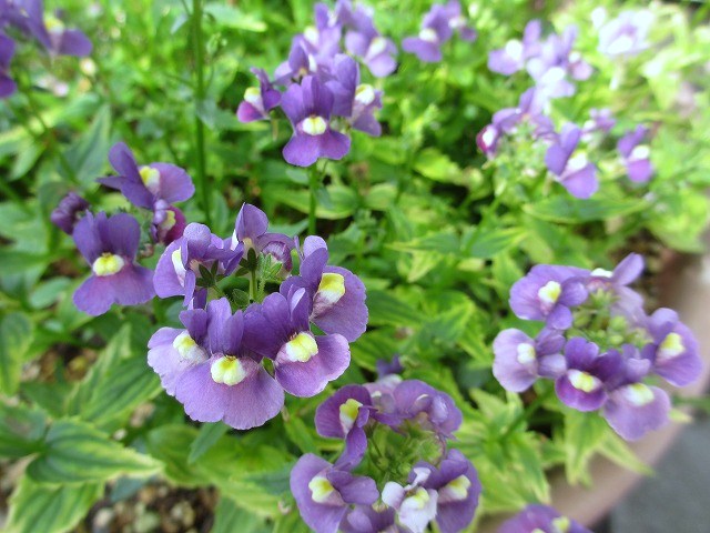 b0182884_0374281.jpg