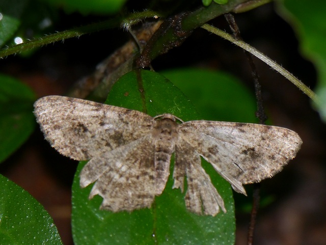 d0088184_16424231.jpg