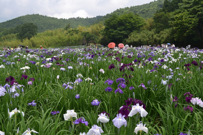 花しょうぶ鑑賞_f0232785_814924.jpg