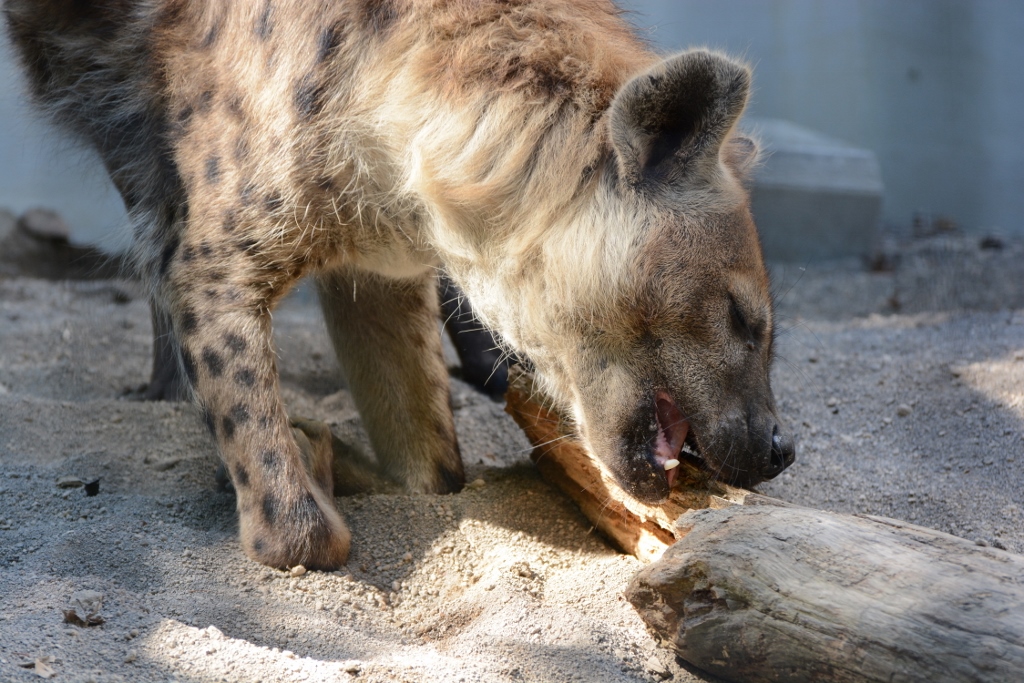 ２０１３年６月　円山動物園その１（１日目）　ユキヒョウさん達_a0052986_06381.jpg