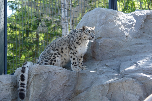 ２０１３年６月　円山動物園その１（１日目）　ユキヒョウさん達_a0052986_724457.jpg