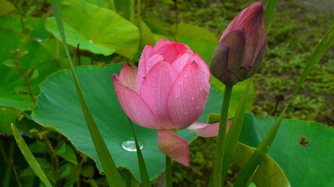 蛇がやって来ました　その前にいつもの花を_a0152692_18392168.jpg