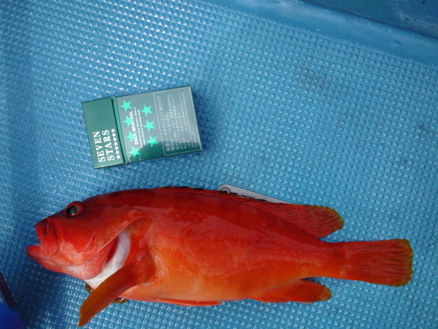 d0224204_20341237.jpg