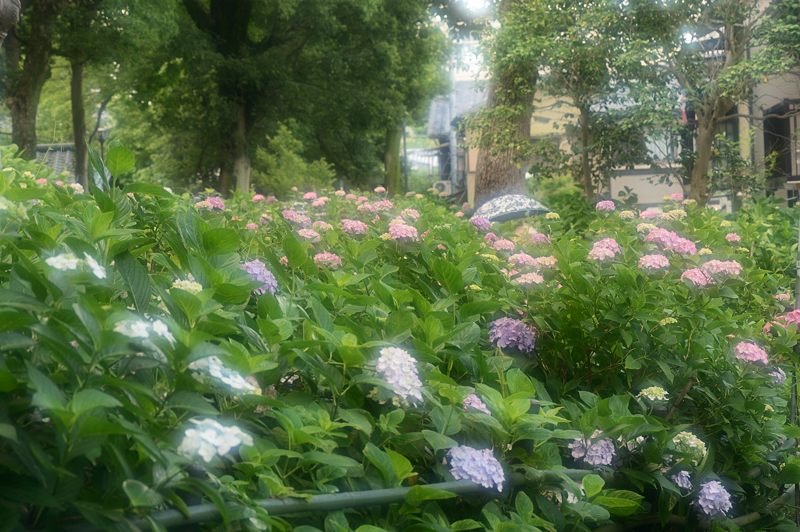 藤森神社紫陽花苑　其の三_f0032011_1816244.jpg