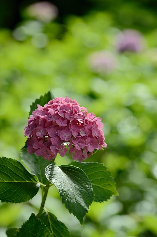 藤森神社紫陽花苑 其の三_f0032011_18165550.jpg