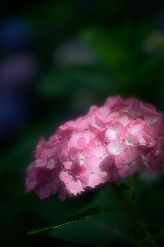 藤森神社紫陽花苑　其の三_f0032011_1819189.jpg