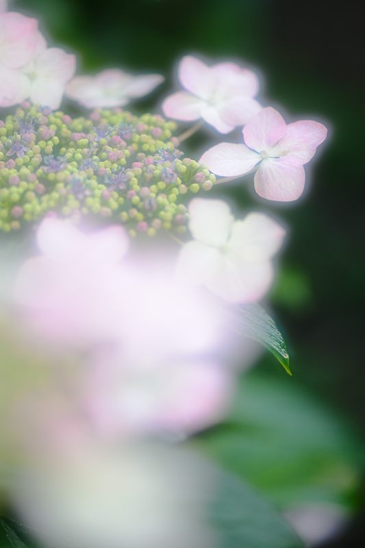 藤森神社紫陽花苑　其の三_f0032011_18202167.jpg