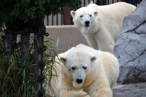 ロシア最大の石油会社 ロスネフチがロシアの動物園の全ホッキョクグマへの援助・保護活動開始を表明_a0151913_1334519.jpg