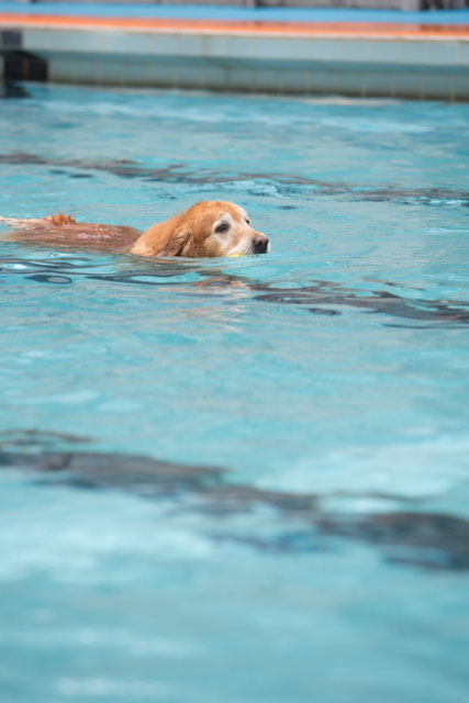 ワフワフ水泳部　その４_e0192921_14314538.jpg