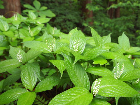 b0147224_21424190.jpg