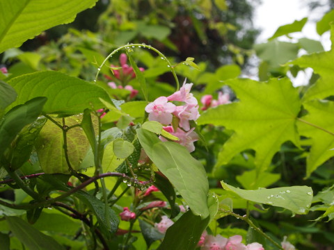b0147224_21555290.jpg