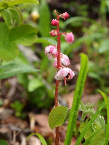 b0147224_21573844.jpg
