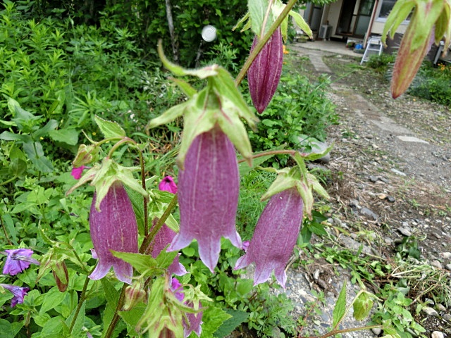 e0234924_10341984.jpg
