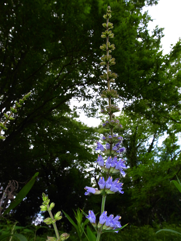 d0054625_150217.jpg
