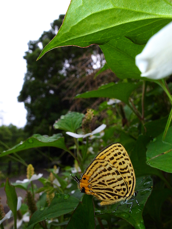 d0054625_1574447.jpg