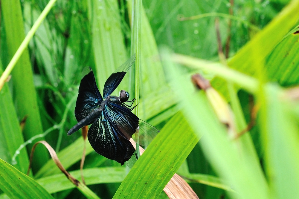 チョウトンボ（平池公園）_d0148541_20314040.jpg