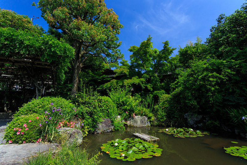 退蔵院の花々_f0155048_23525075.jpg